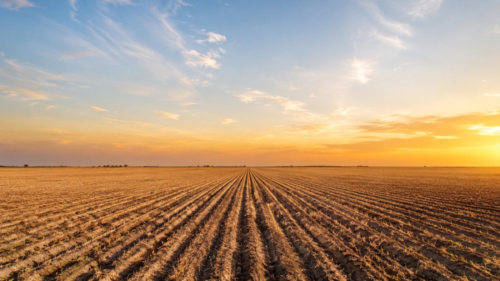 Terra nua preparada para o plantio ao entardecer